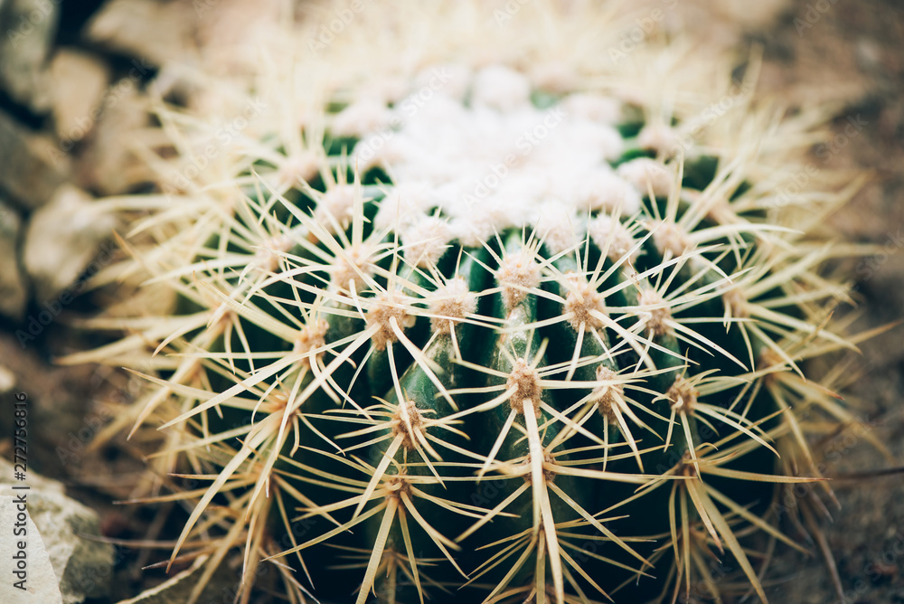 Green cactus background. Succulent green plant. Minimal lifestyle concept. Trendy interior banner