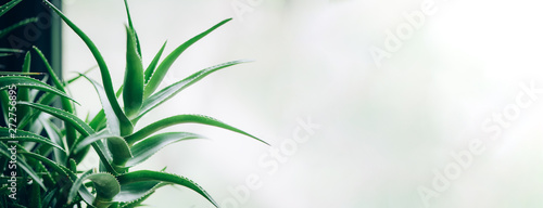 Tropical aloe banner with copy space. Green aloe vera plants. Nature farm garden for cosmetics ingredient. Herbal medicine for skin treatment and care