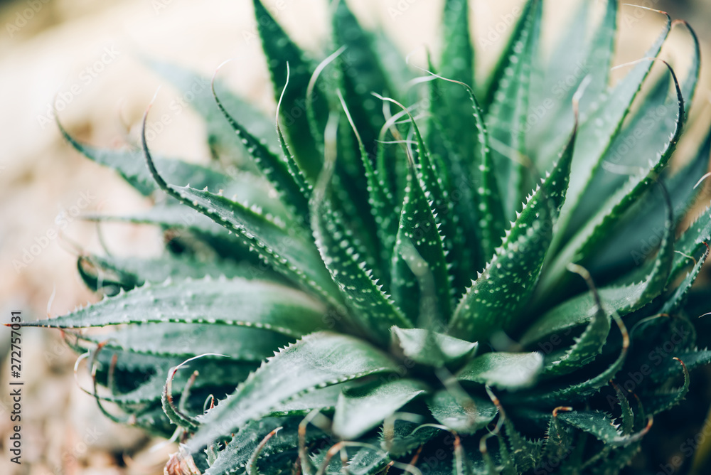 Green aloe vera plants. Tropical aloe. Nature farm garden for cosmetics ingredient. Herbal medicine for skin treatment and care Green aloe vera plants. Tropical aloe. Nature farm garden for cosmetics ingredient. Herbal medicine for skin treatment and care