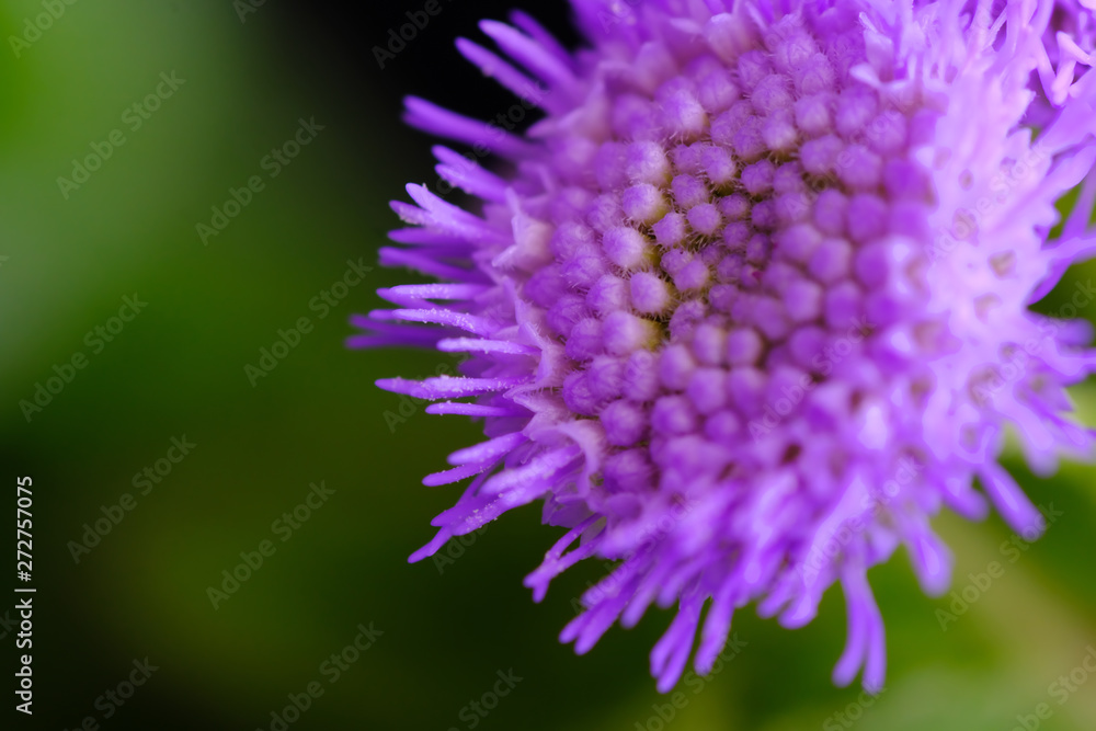 blue hawaii flower closeup blue hawaii flower closeup