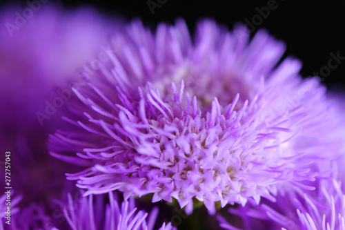 blue hawaii flower closeup