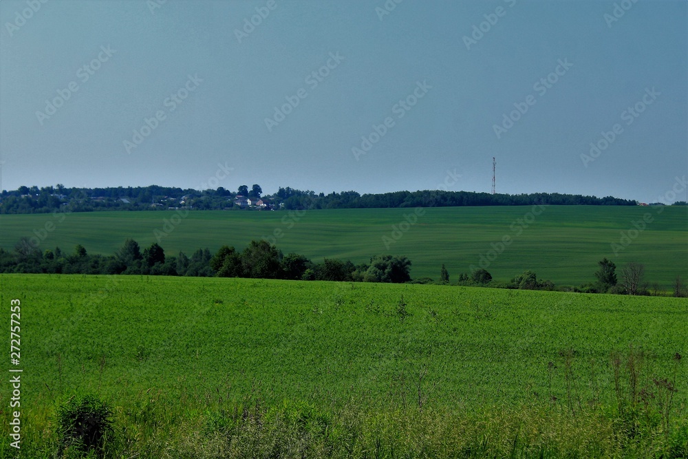 Beautiful summer landscape. View of a large field and forest.