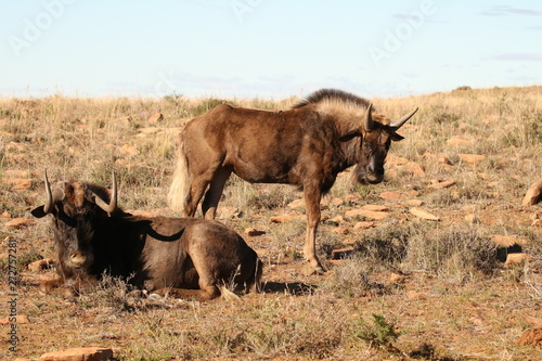 Fototapeta Naklejka Na Ścianę i Meble -  Two Black Wildebeest relaxing on the dry arid open plains of the Karoo, South Africa.