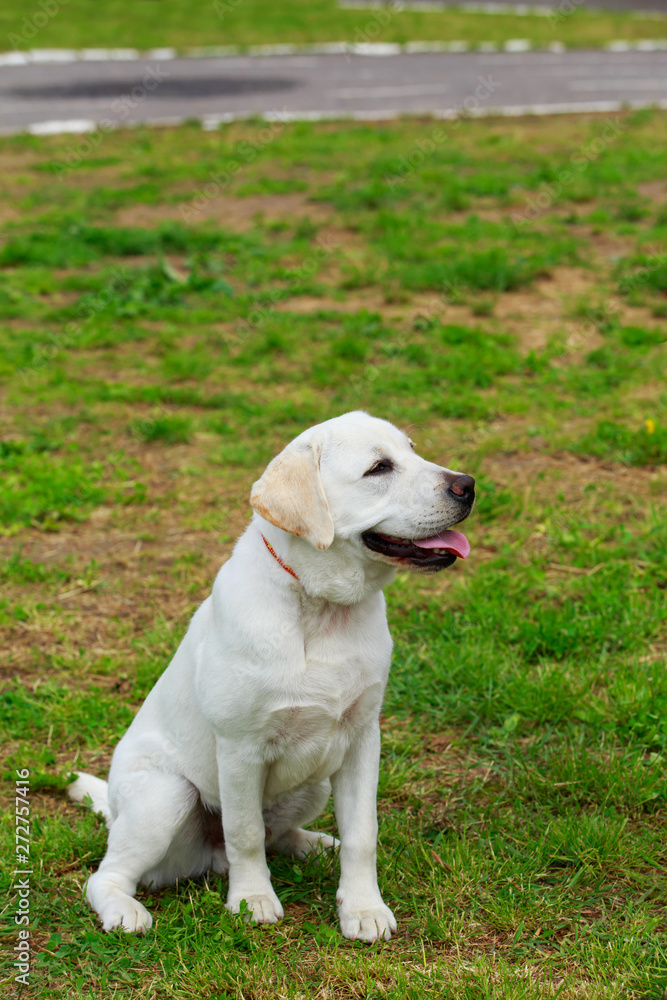 Dog breed labrador retriever Dog breed labrador retriever