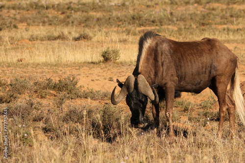 Fototapeta Naklejka Na Ścianę i Meble -  Black Wildebeest grazing grass in the dry arid af the Great Karoo of South Africa.