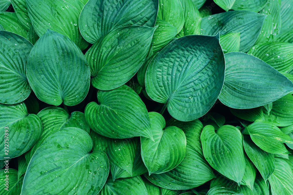 Fresh green foliage. Leaves background. Green dynamic backdrop for your design. Tropical leaf texture. Fresh green foliage. Leaves background. Green dynamic backdrop for your design. Tropical leaf texture.