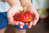 Large strawberries in children's hands.