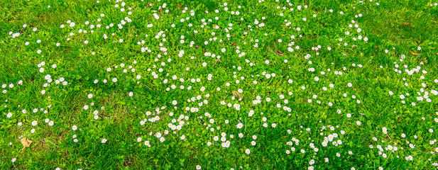 Widespread flowering daisy field background.