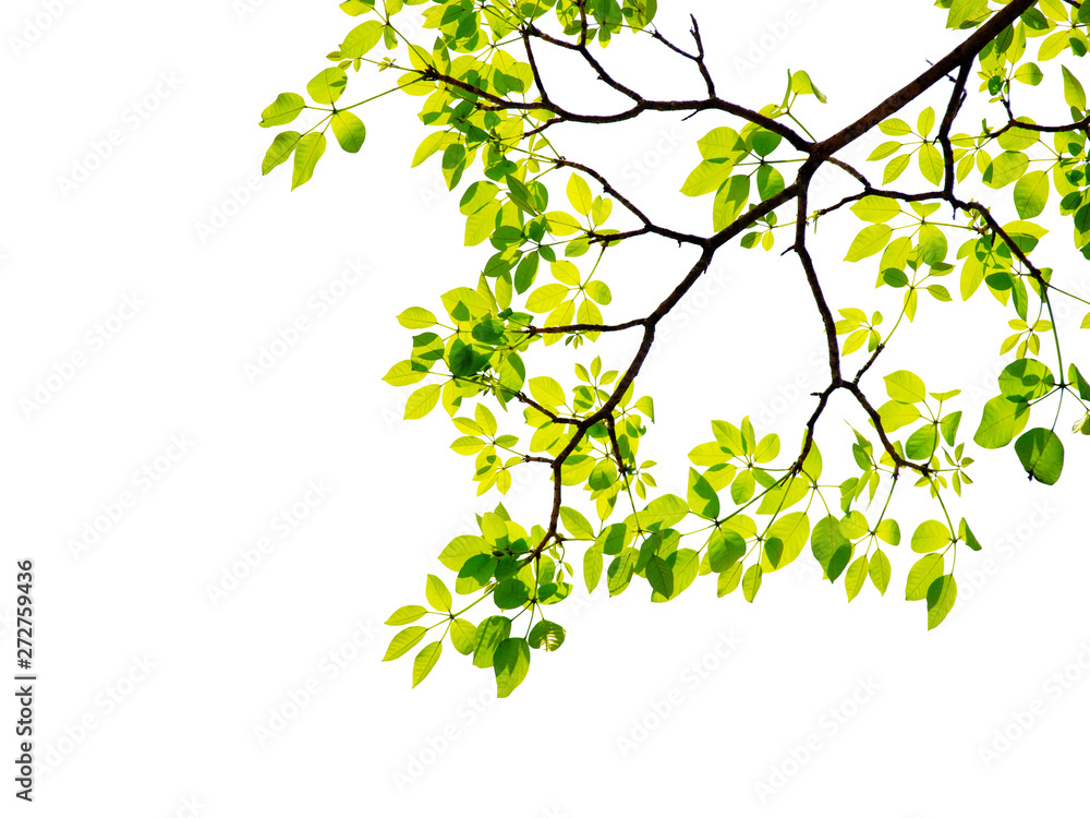Green leaf and branches on white background Green leaf and branches on white background