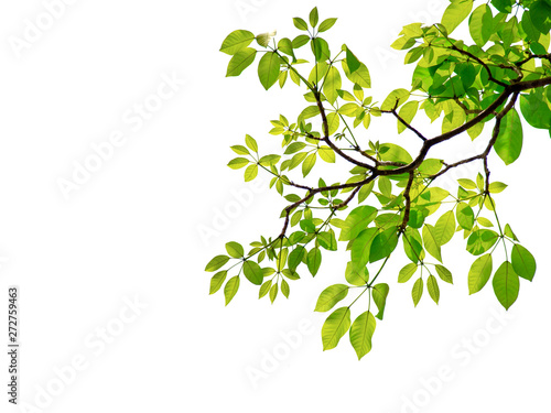 Green leaf and branches on white background
