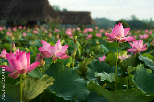 Beauty fresh pink lotus in middle pond  the background is leaf  bud  lotus and lotus filed. peace scene in Mekong delta  Vietnam. High quality stock image. Countryside.