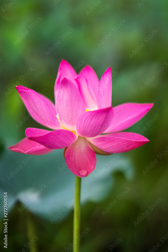Fresh Pink lotus in closeup, high quality image free stock. the famous flower in countryside,  peace scene. nation flower of Vietnam