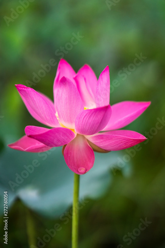 Fresh Pink lotus in closeup  high quality image free stock. the famous flower in countryside   peace scene. nation flower of Vietnam