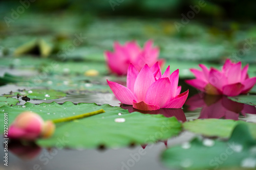 Beauty fresh pink lotus in middle pond, the background is leaf, bud, lotus and lotus filed. peace scene in Mekong delta, Vietnam. High quality stock image. Countryside.