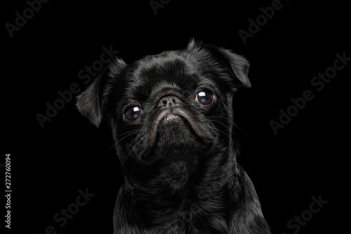 Portrait of petit brabanson dog looks sad on isolated black background, profile view