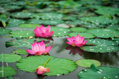 Beauty fresh pink lotus in middle pond  the background is leaf  bud  lotus and lotus filed. peace scene in Mekong delta  Vietnam. High quality stock image. Countryside.