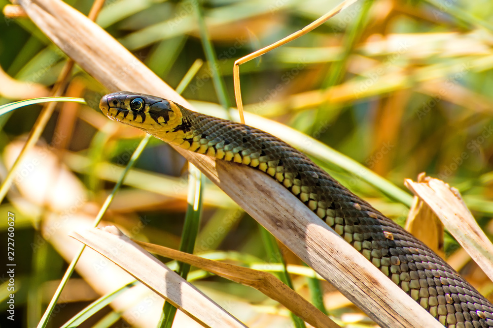 European grass snake in a moor lake in Poland European grass snake in a moor lake in Poland