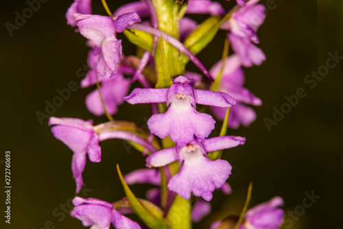 Fototapeta Naklejka Na Ścianę i Meble -  Gymnadenia orchid on a meadow in Germany