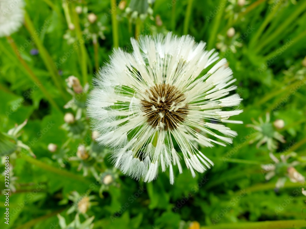 Fototapeta premium Wet white dandelion on background of green grass