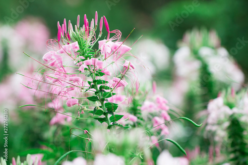 Beautiful Cleome spinosa or Spider flower in the garden, Nature background