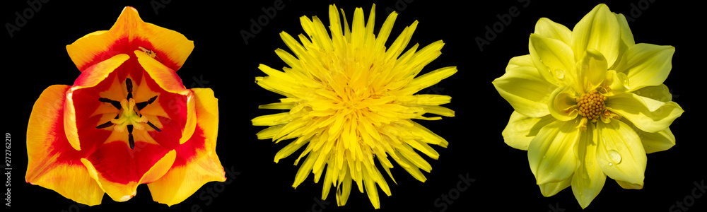three varuous abstract flowers or blossoms collage on the dark background, tropical and exotics three varuous abstract flowers or blossoms collage on the dark background, tropical and exotics