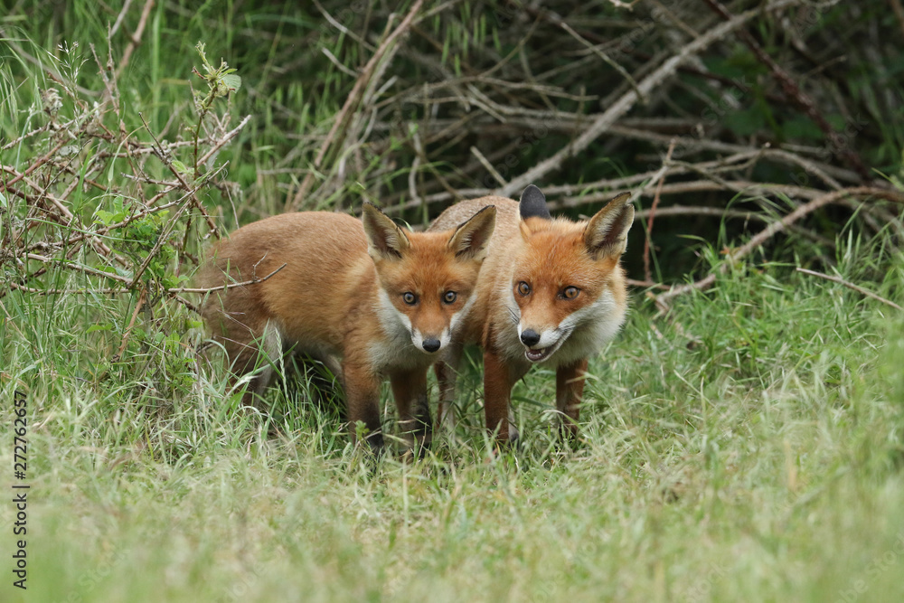 A cute wild Red Fox cub, Vulpes vulpes, standing in the long grass next to the vixen. A cute wild Red Fox cub, Vulpes vulpes, standing in the long grass next to the vixen.