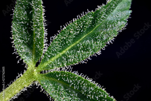 Foto trichomes macro. cannabis indica leaf close up