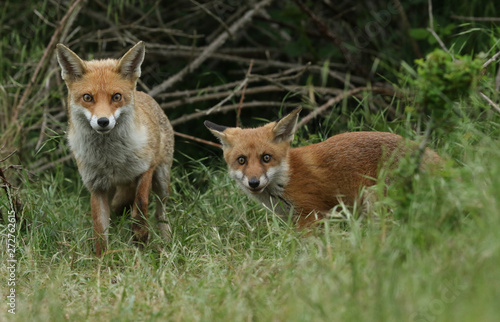 A cute wild Red Fox cub, Vulpes vulpes, standing in the long grass next to the vixen. © Sandra Standbridge