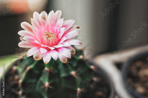 Pink Flower Cactus Gymnocalycium on wooden Floor