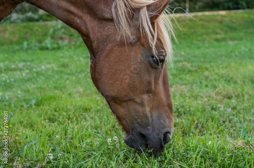 Horse grazes on the field and eats grass