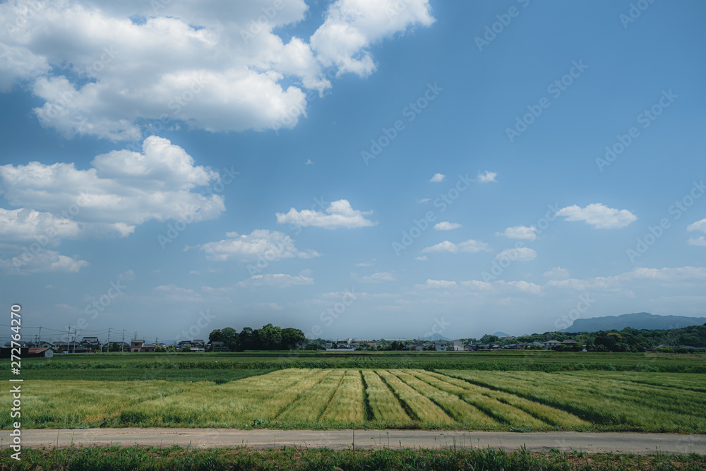 Wheat field seen in the countryside and clouds in the blue sky Wheat field seen in the countryside and clouds in the blue sky