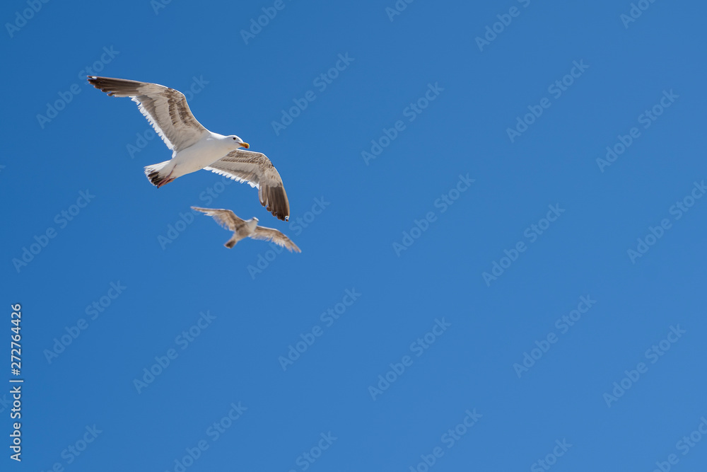 Obraz premium Two seagulls flying in the blue sky