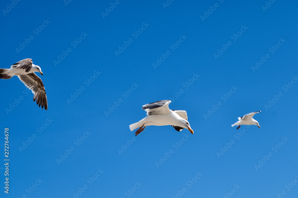 Fototapeta premium three seagulls fying in the blue sky
