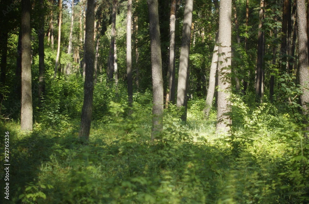 trees in the forest trees in the forest