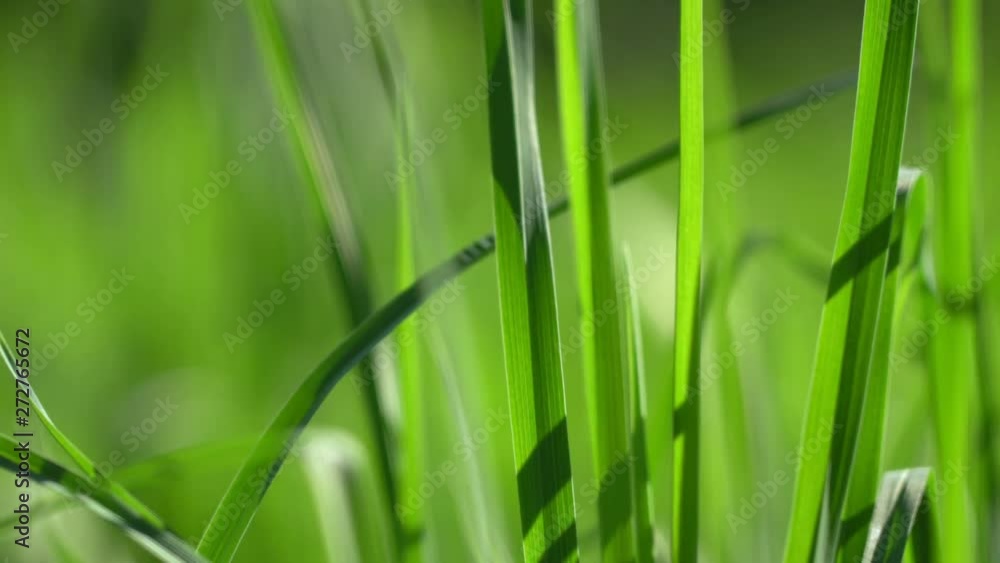 Vibrant green grass close-up. Green grass macro. Abstract natural background of green grass and beauty blurred bokeh. Summer.