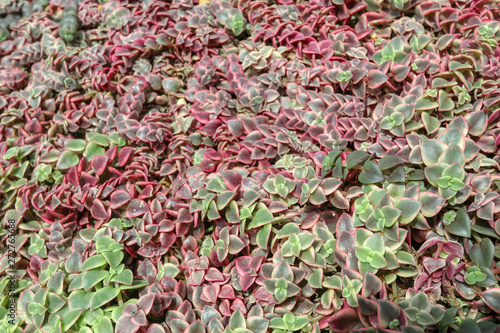 Succulent red and green ground cover background