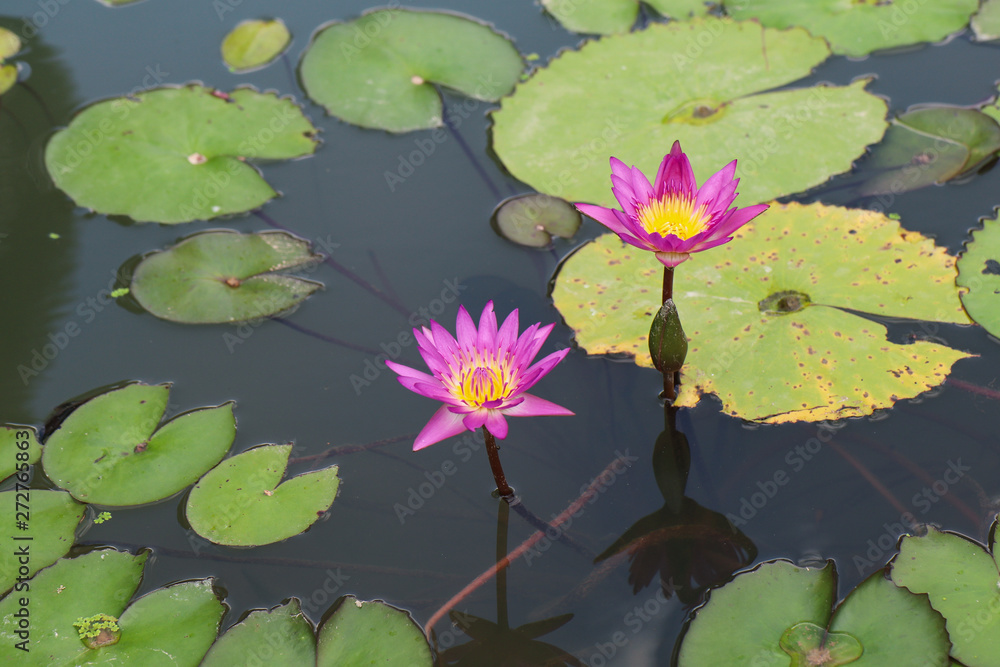 Water lily with lotus flowers at a garden pond Water lily with lotus flowers at a garden pond