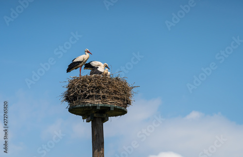 White Stork (Ciconia ciconia), adult with three chicks on a nesting pole.