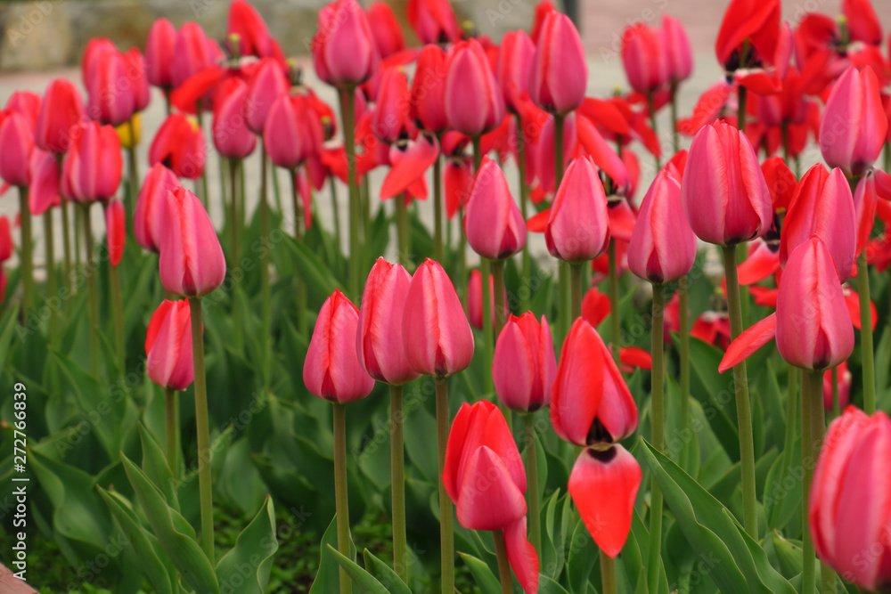 Red tulips field in Netherlands. Red tulip fields. Red tulips view. Red tulip fields in Holland Red tulips field in Netherlands. Red tulip fields. Red tulips view. Red tulip fields in Holland