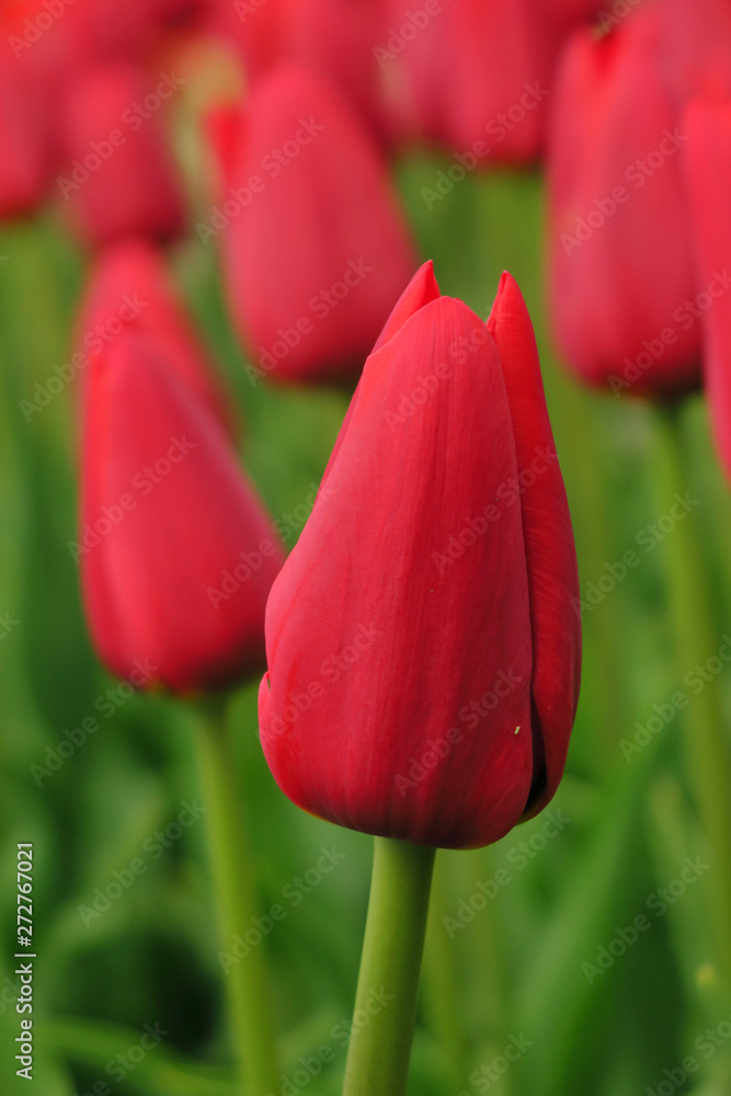 custom made wallpaper toronto digitalRed tulips field in Netherlands. Red tulip fields. Red tulips view. Red tulip fields in Holland