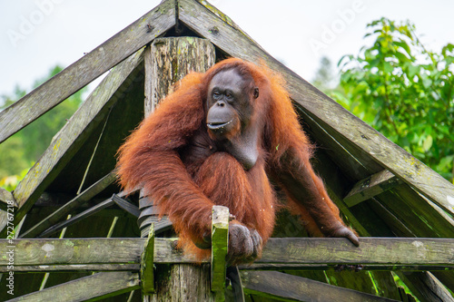 Female orangutan Annie at the Borneo Orangutan Survival Foundation sanctuary in Samboja  Kalimantan  Indonesia. Annie likes her vegetables.