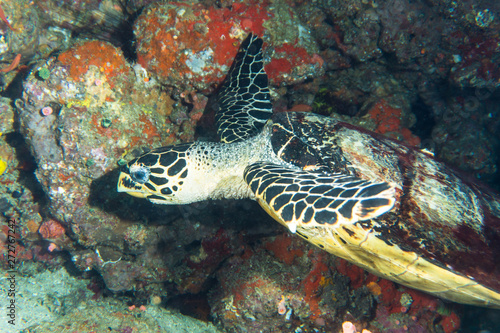 Hawksbill sea turtle (Eretmochelys imbricata) swimming around coral reef near Anilao, Batangas, Philippines