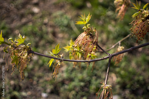 Acer negundo flowering tree branches, amazing green red flowers in bloom, sprintime season, closeup detail view photo