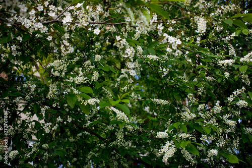 Bird cherry closeup. Bird-cherry tree in spring.