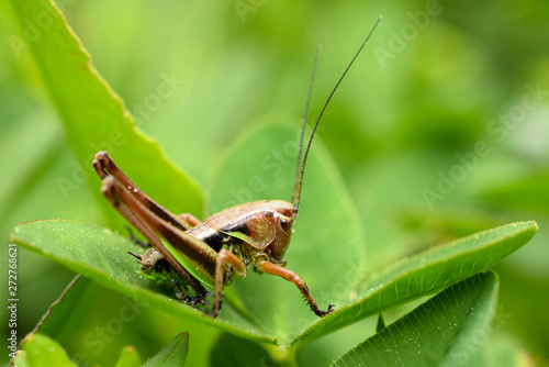 Little grasshopper in grass © Newleks
