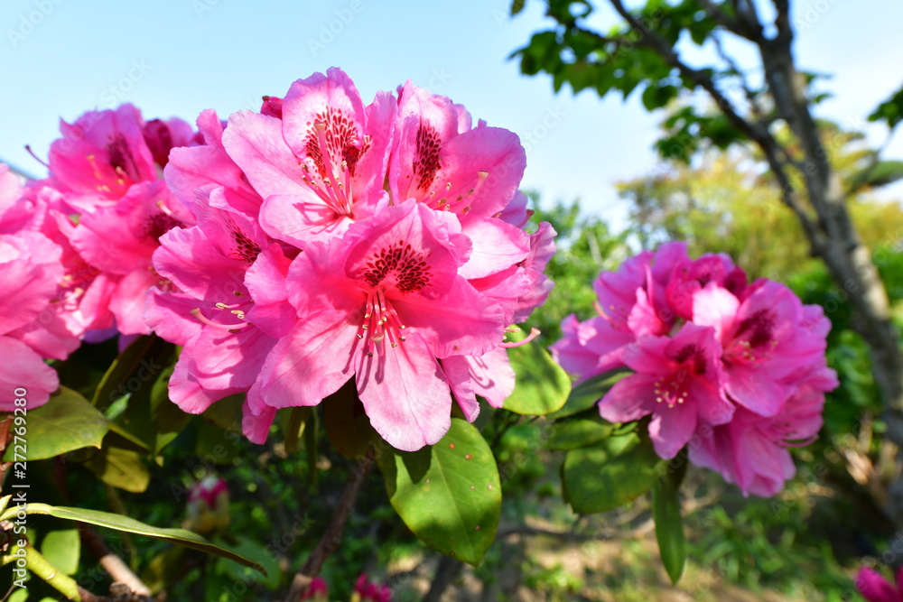 石楠花の花 石楠花の花