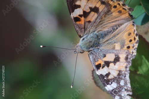 Macro shooting. Butterfly nymphelid species Vanessa cardui. Made a long flight to the north - battered. The background is blurred. The focus area is narrow. photo