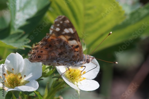 Macro shooting. Butterfly nymphelid species Vanessa cardui. Made a long flight to the north - battered. The background is blurred. The focus area is narrow. photo