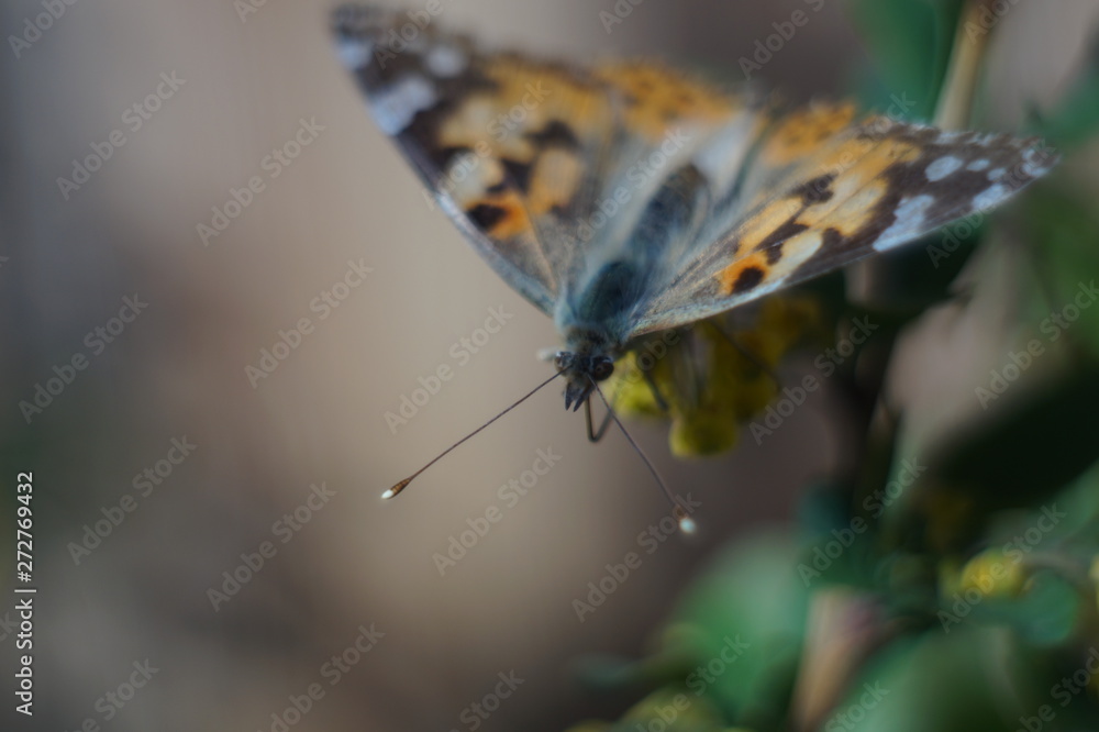 Obraz premium Macro shooting. Butterfly nymphelid species Vanessa cardui. Made a long flight to the north - battered. The background is blurred. The focus area is narrow.