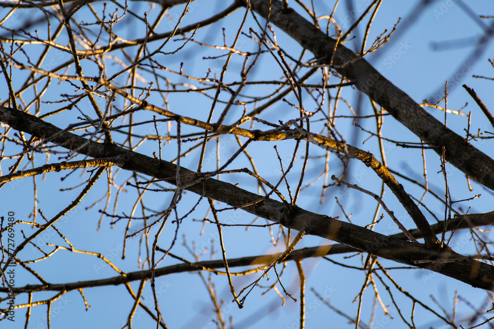 Natural background, tree branches without leaves, fallen greens, bare trunks. Spring and autumn